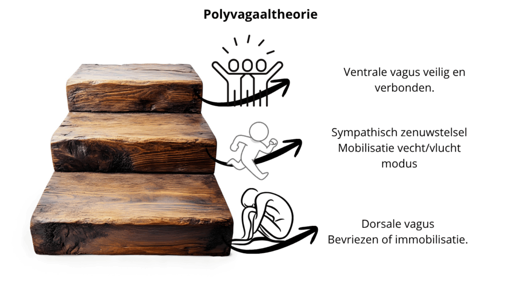 Wat is polyvagaaltheorie en wat kun je ermee?